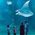 L'aquarium Nausica : une exprience immersive unique