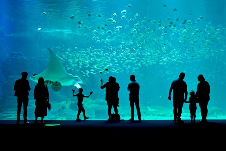 Aquarium Nausica