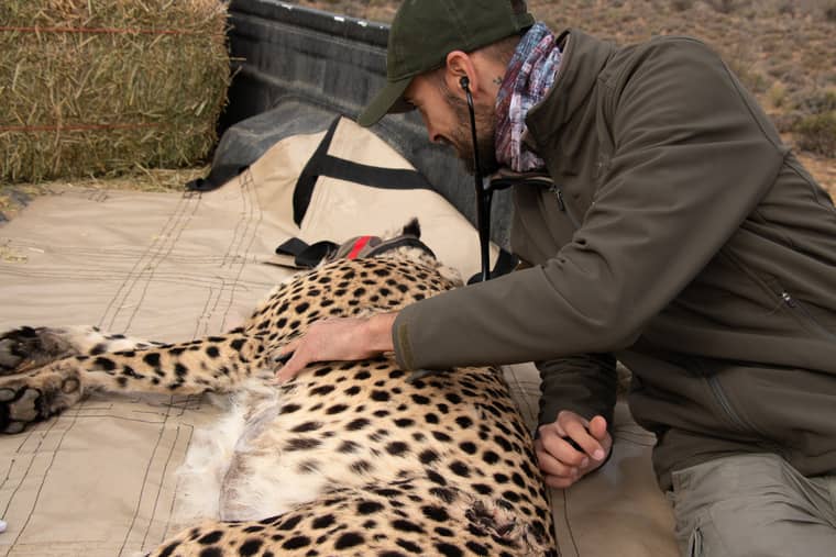 assistant veterinaire zoo