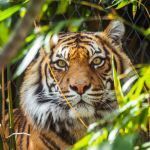 Quelles sont les actualit�s des zoos en France et Belgique en 2026 ?