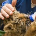Stage soigneur animalier : ce que les �l�ves d�couvrent sur le terrain