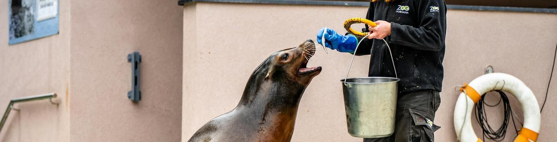 Chef soigneur animalier