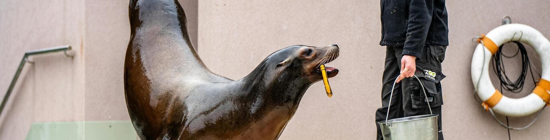 Aide soigneur animalier