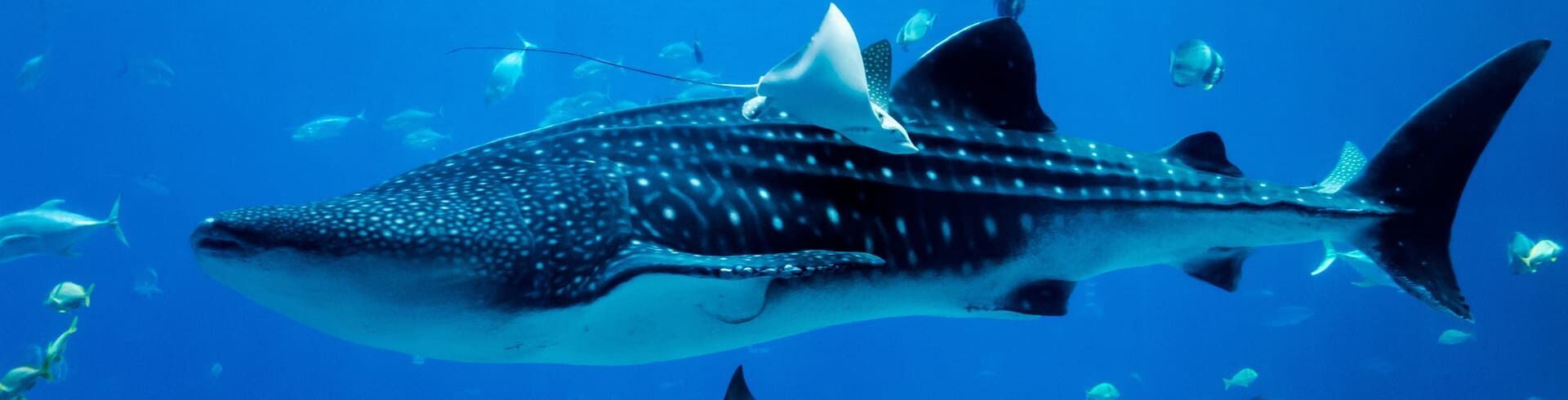 aquariums de france