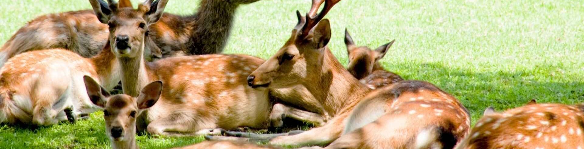 parc animalier france