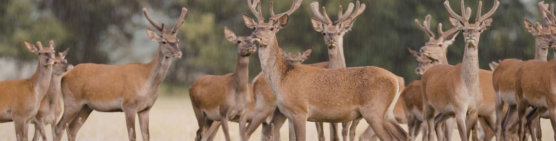 parc animalier europe