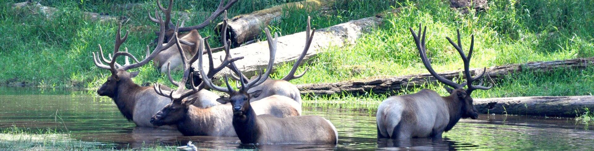 Parcs animaliers gratuits France