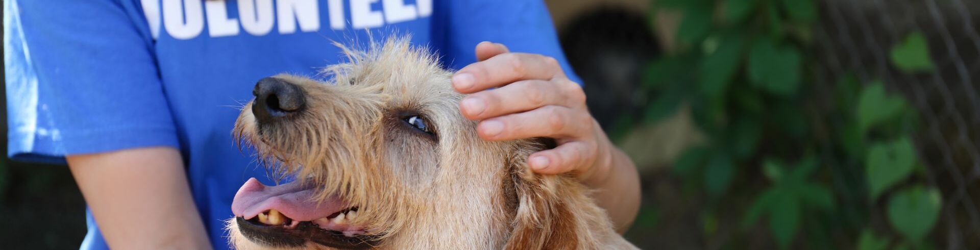 Enqu&ecirc;teur pour la protection animale