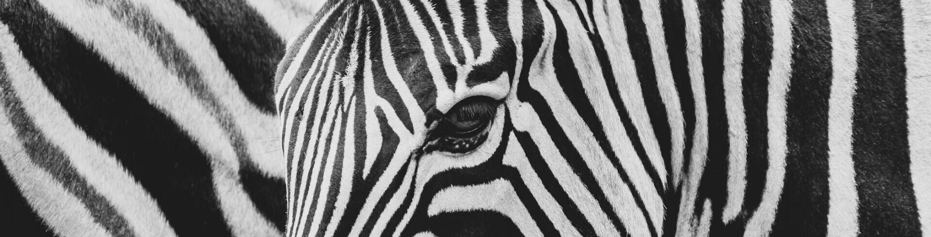 Devenez soigneur animalier avec FAUNA Formation !