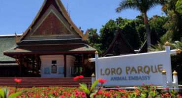 le zoo loro parque
