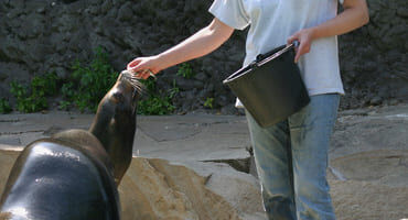 cap soigneur animalier
