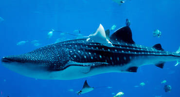 les aquariums de france
