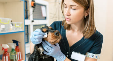 formation soigneur animalier belgique
