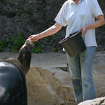 métier soigneur animalier
