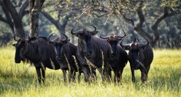 les meilleurs safaris
