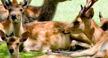 les parcs animaliers de france
