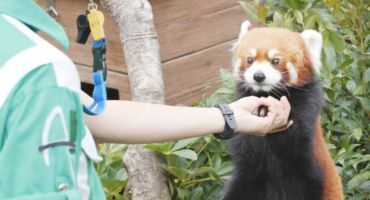 où faire soigneur animalier ?
