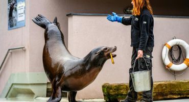 aide soigneur animalier
