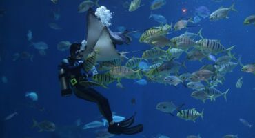 soigneur aquariologiste
