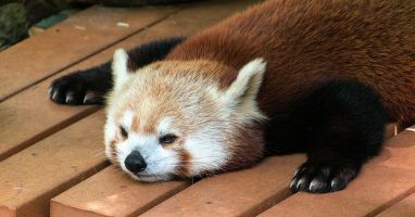 les plus beaux zoos 2026

