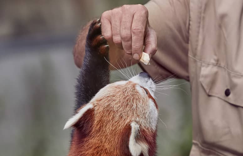 mtier soigneur animalier