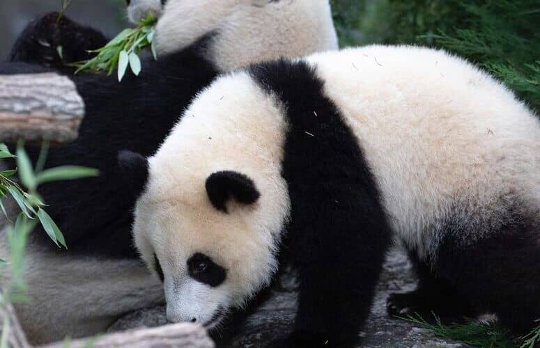 Zooparc de Beauval