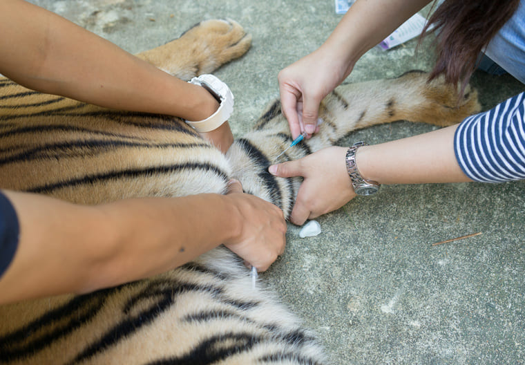 Photographie d'un soigneur animalier avec un tigre