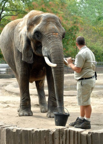 photographie d'un soigneur animalier avec un lphant