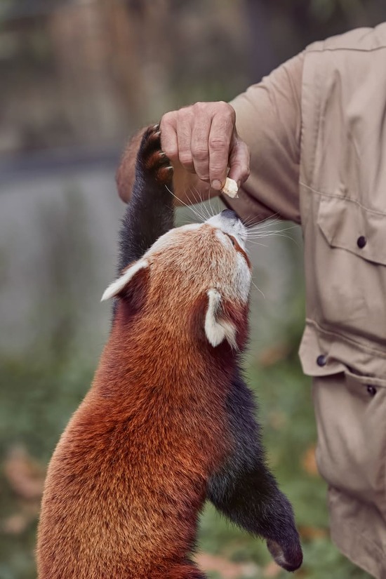 photographie d'un soigneu animalier nourrissant un panda roux