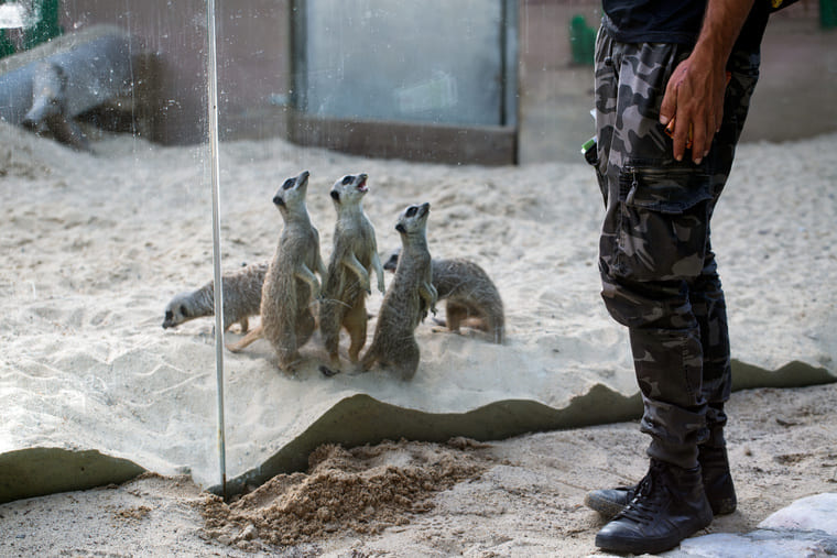 Photographie d'un soigneur animalier avec des suricates