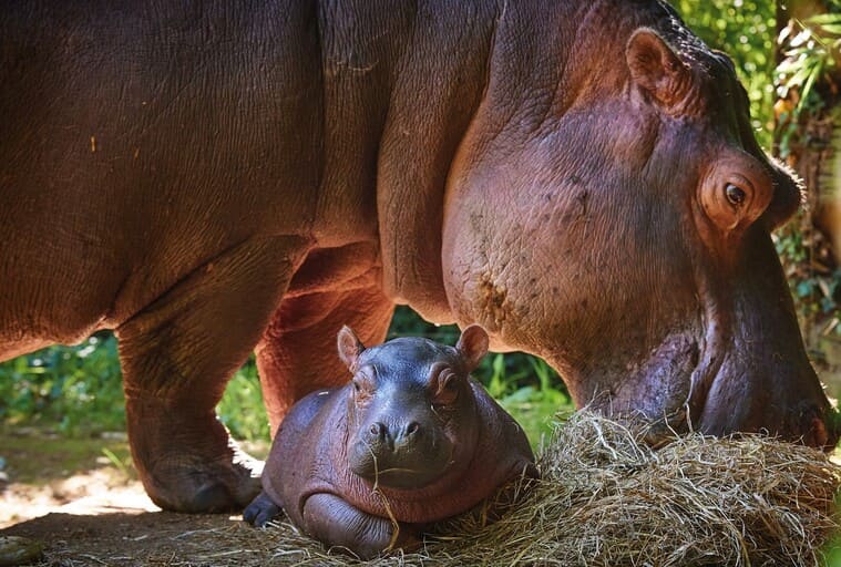 Kiboko l'hippopotame une saison au zoo