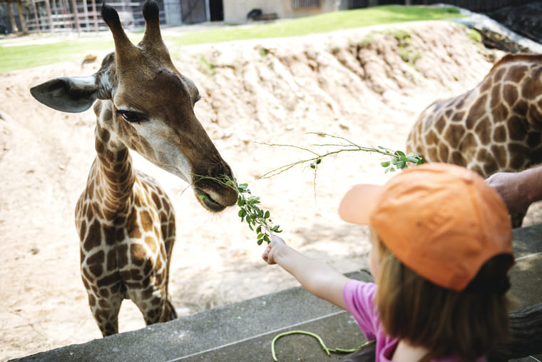 visiteur dans un zoo