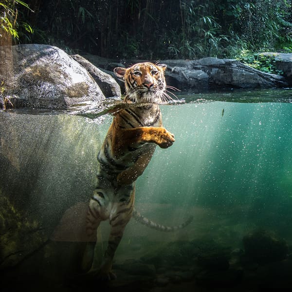 Le Zoo du Bronx aux États-Unis