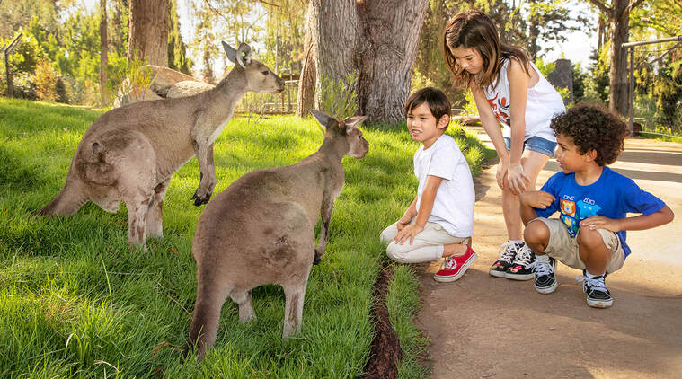 Le Zoo de San Diego