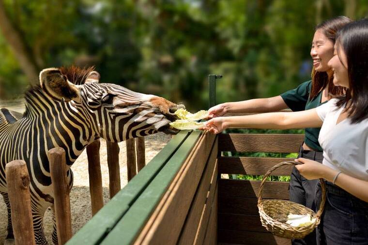 Le Zoo de Singapour