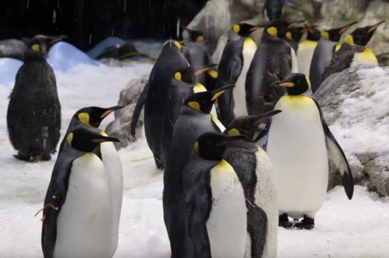 La planète pingouin Loro Parque