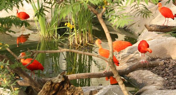 Zoo de Montpellier