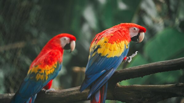 Zoo de Guadeloupe