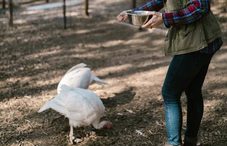 salaire soigneur ferme péda