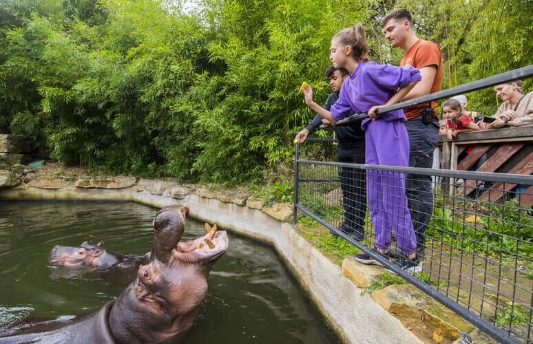 stage zoo d'Amnéville