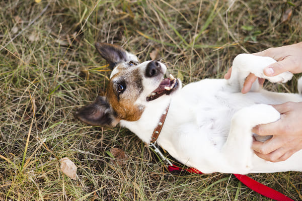 massage chien