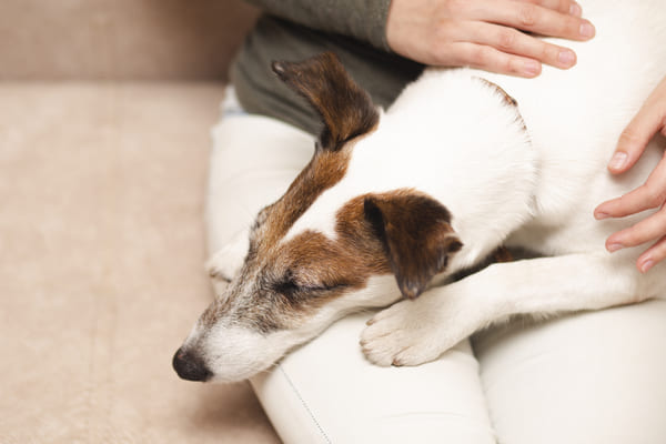 bienfaits shiatsu canin