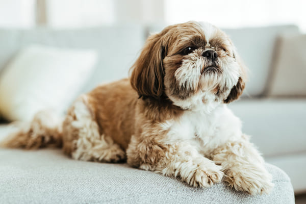 race shih tzu