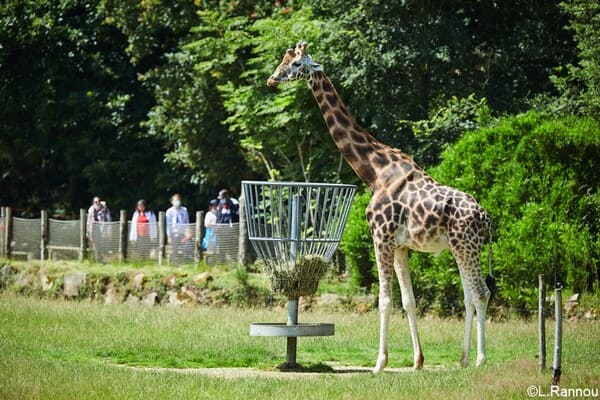 zoo Branféré