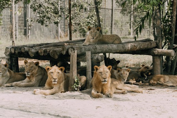 role zoos