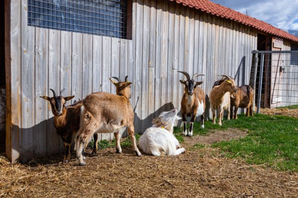 ferme ouverte de saint denis