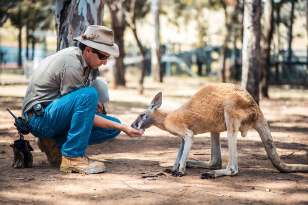 cours animalia
