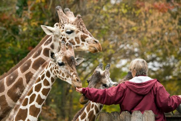 cours animalia soigneur animalier