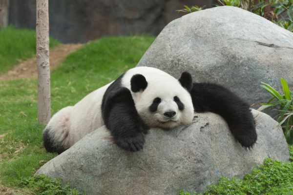 accident zoo france