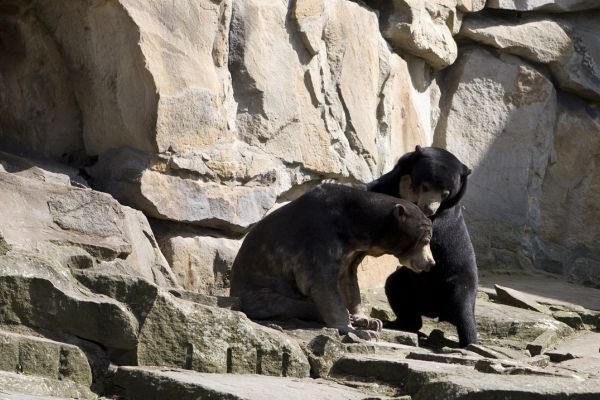 accident zoo angleterre